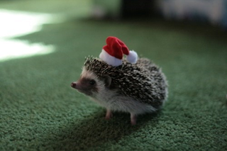 Illustration for article titled Holiday season critters!